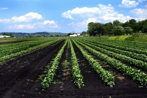 How to Purchase Michigan Farmland | Michigan land ...